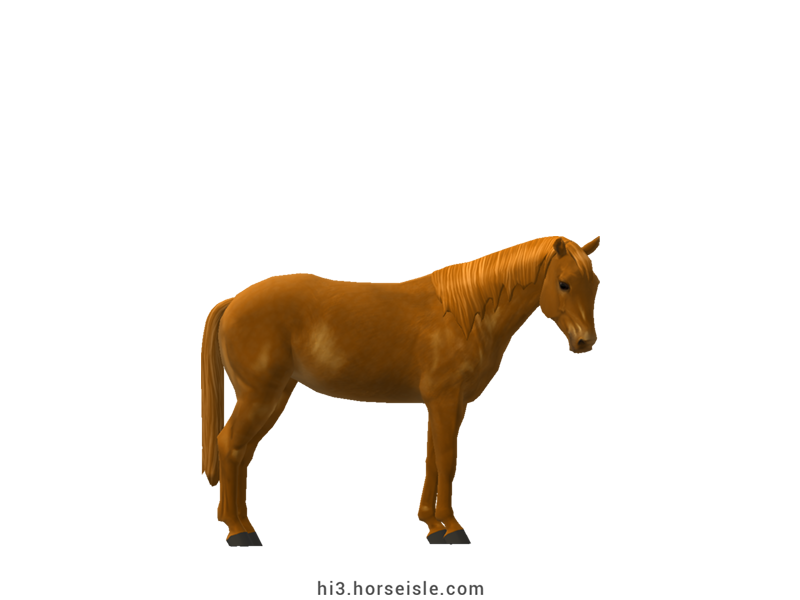 Large Belgian Riding Pony Bright Chestnut Coat